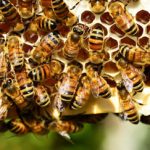 LA ABEJA Y EL ENJAMBRE