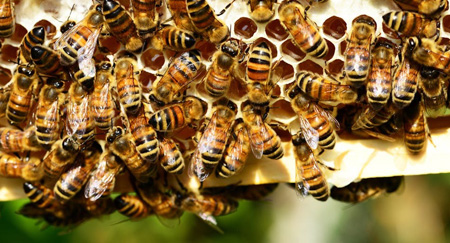 LA ABEJA Y EL ENJAMBRE